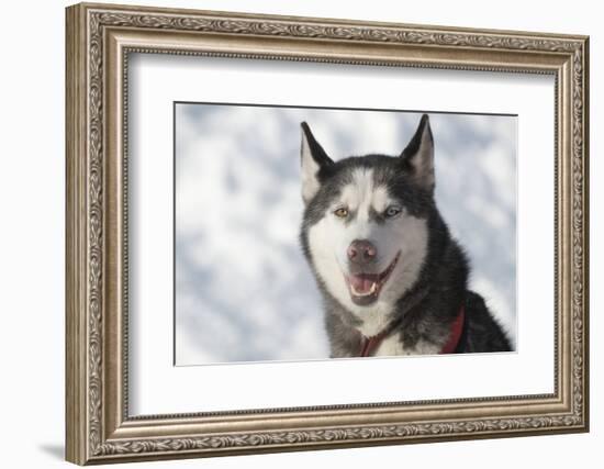 Dog Sled Races are a Popular Winter Passion for Many Mushers in Northern Climates-Richard Wright-Framed Photographic Print