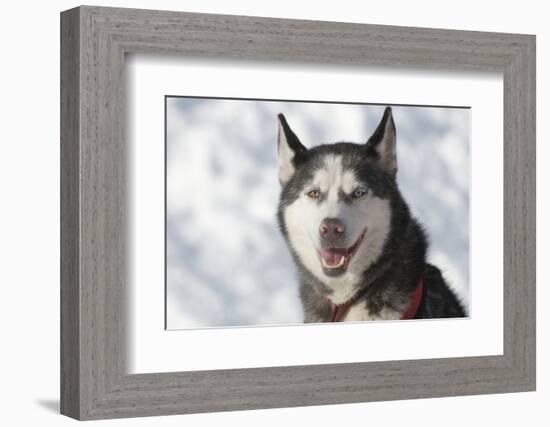 Dog Sled Races are a Popular Winter Passion for Many Mushers in Northern Climates-Richard Wright-Framed Photographic Print