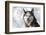 Dog Sled Races are a Popular Winter Passion for Many Mushers in Northern Climates-Richard Wright-Framed Photographic Print