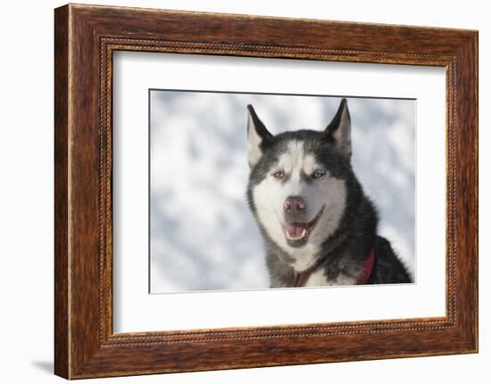 Dog Sled Races are a Popular Winter Passion for Many Mushers in Northern Climates-Richard Wright-Framed Photographic Print