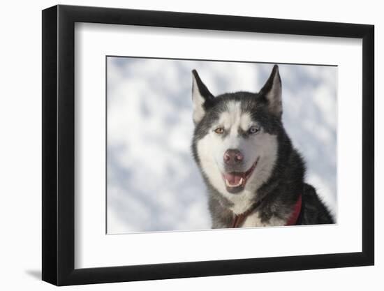 Dog Sled Races are a Popular Winter Passion for Many Mushers in Northern Climates-Richard Wright-Framed Photographic Print