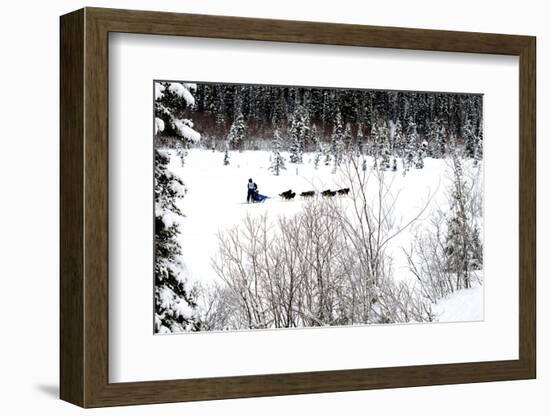 Dog Sled Races are a Popular Winter Passion for Many Mushers in Northern Climates-Richard Wright-Framed Photographic Print