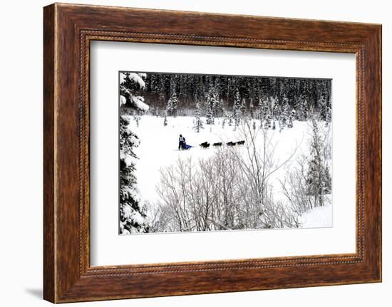 Dog Sled Races are a Popular Winter Passion for Many Mushers in Northern Climates-Richard Wright-Framed Photographic Print