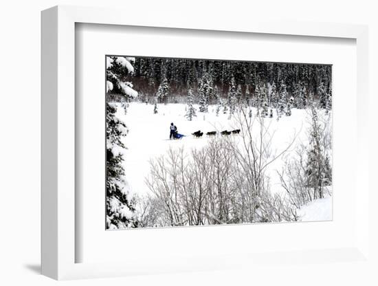 Dog Sled Races are a Popular Winter Passion for Many Mushers in Northern Climates-Richard Wright-Framed Photographic Print