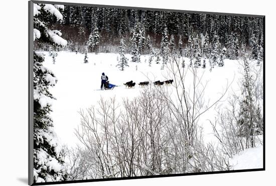 Dog Sled Races are a Popular Winter Passion for Many Mushers in Northern Climates-Richard Wright-Mounted Photographic Print