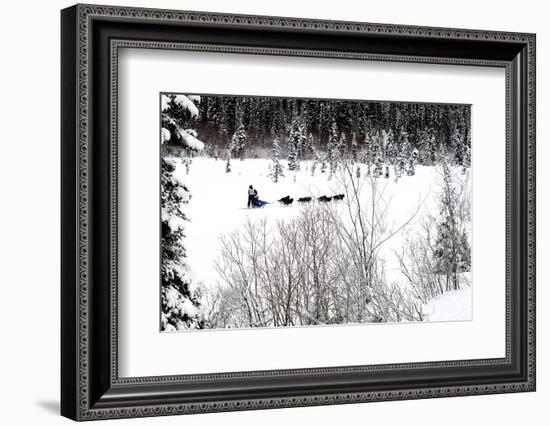 Dog Sled Races are a Popular Winter Passion for Many Mushers in Northern Climates-Richard Wright-Framed Photographic Print