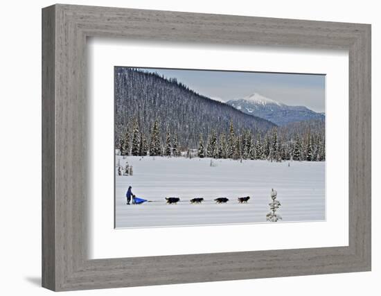 Dog Sled Races are a Popular Winter Passion for Many Mushers in Northern Climates-Richard Wright-Framed Photographic Print