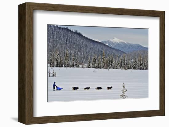 Dog Sled Races are a Popular Winter Passion for Many Mushers in Northern Climates-Richard Wright-Framed Photographic Print