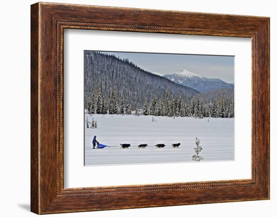 Dog Sled Races are a Popular Winter Passion for Many Mushers in Northern Climates-Richard Wright-Framed Photographic Print