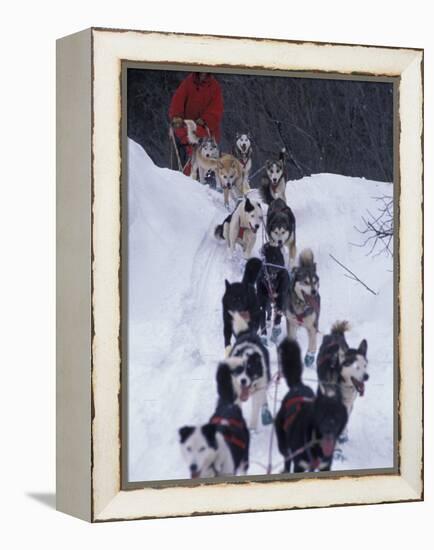 Dog Sled Racing in the 1991 Iditarod Sled Race, Alaska, USA-Paul Souders-Framed Premier Image Canvas