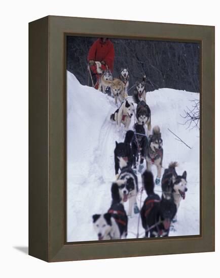 Dog Sled Racing in the 1991 Iditarod Sled Race, Alaska, USA-Paul Souders-Framed Premier Image Canvas