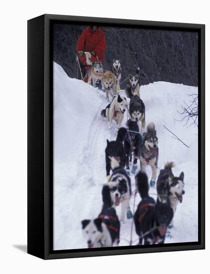 Dog Sled Racing in the 1991 Iditarod Sled Race, Alaska, USA-Paul Souders-Framed Premier Image Canvas