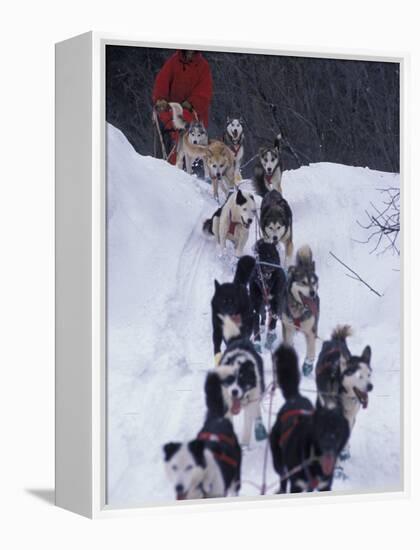 Dog Sled Racing in the 1991 Iditarod Sled Race, Alaska, USA-Paul Souders-Framed Premier Image Canvas