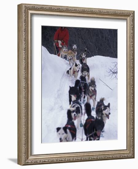 Dog Sled Racing in the 1991 Iditarod Sled Race, Alaska, USA-Paul Souders-Framed Photographic Print