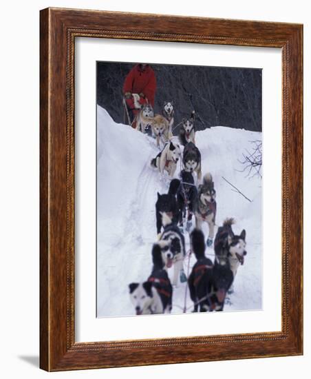 Dog Sled Racing in the 1991 Iditarod Sled Race, Alaska, USA-Paul Souders-Framed Photographic Print