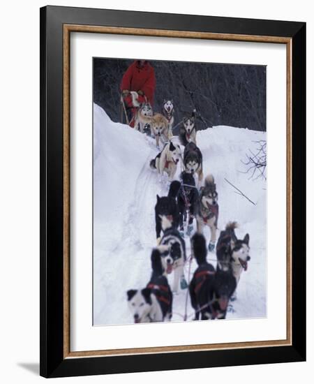 Dog Sled Racing in the 1991 Iditarod Sled Race, Alaska, USA-Paul Souders-Framed Photographic Print