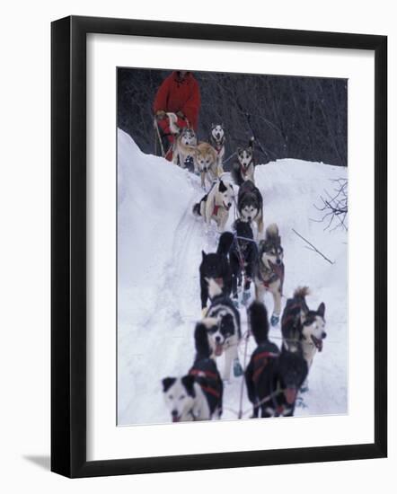 Dog Sled Racing in the 1991 Iditarod Sled Race, Alaska, USA-Paul Souders-Framed Photographic Print