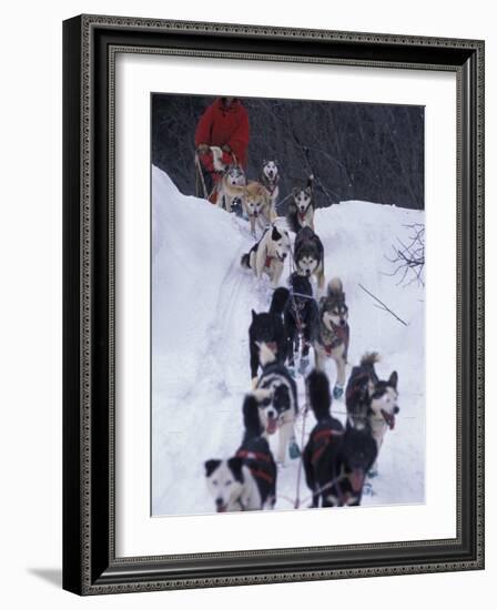 Dog Sled Racing in the 1991 Iditarod Sled Race, Alaska, USA-Paul Souders-Framed Photographic Print