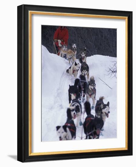 Dog Sled Racing in the 1991 Iditarod Sled Race, Alaska, USA-Paul Souders-Framed Photographic Print