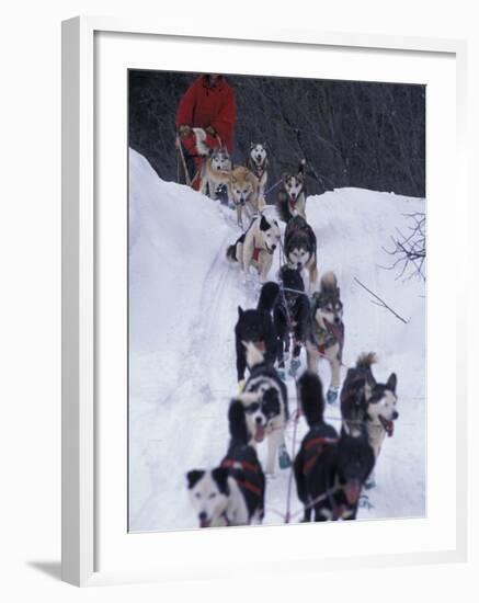 Dog Sled Racing in the 1991 Iditarod Sled Race, Alaska, USA-Paul Souders-Framed Photographic Print