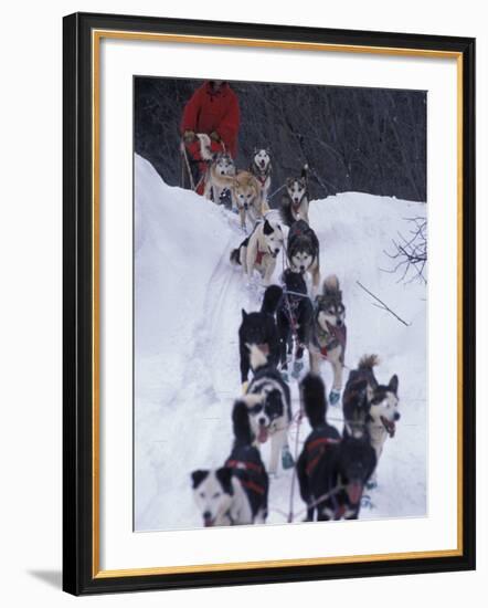 Dog Sled Racing in the 1991 Iditarod Sled Race, Alaska, USA-Paul Souders-Framed Photographic Print