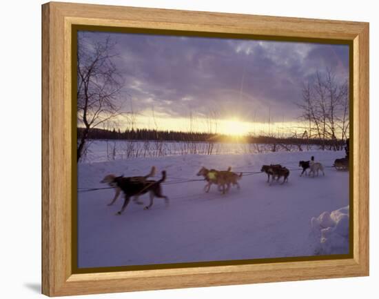 Dog Sled Racing in the Iditarod Sled Race, Alaska, USA-Paul Souders-Framed Premier Image Canvas