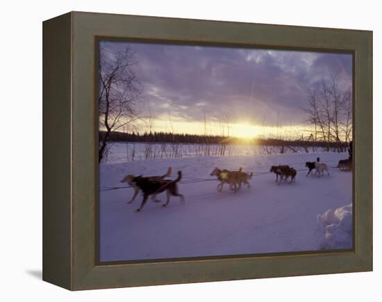 Dog Sled Racing in the Iditarod Sled Race, Alaska, USA-Paul Souders-Framed Premier Image Canvas