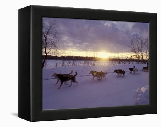 Dog Sled Racing in the Iditarod Sled Race, Alaska, USA-Paul Souders-Framed Premier Image Canvas