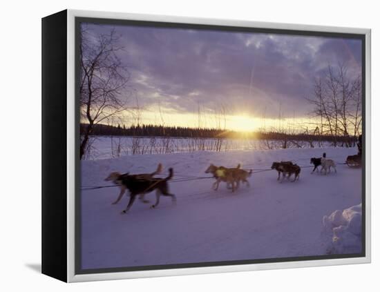 Dog Sled Racing in the Iditarod Sled Race, Alaska, USA-Paul Souders-Framed Premier Image Canvas