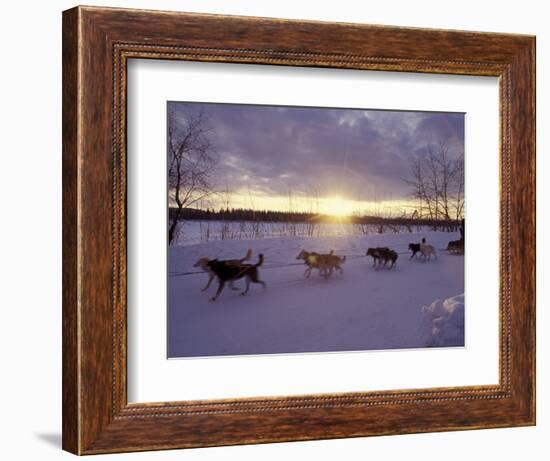 Dog Sled Racing in the Iditarod Sled Race, Alaska, USA-Paul Souders-Framed Photographic Print