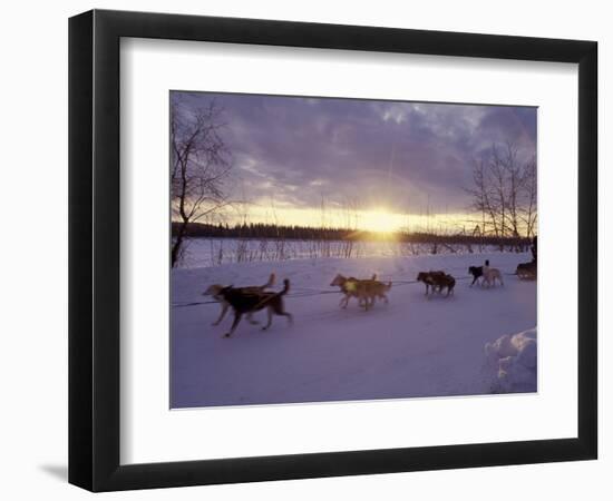 Dog Sled Racing in the Iditarod Sled Race, Alaska, USA-Paul Souders-Framed Photographic Print