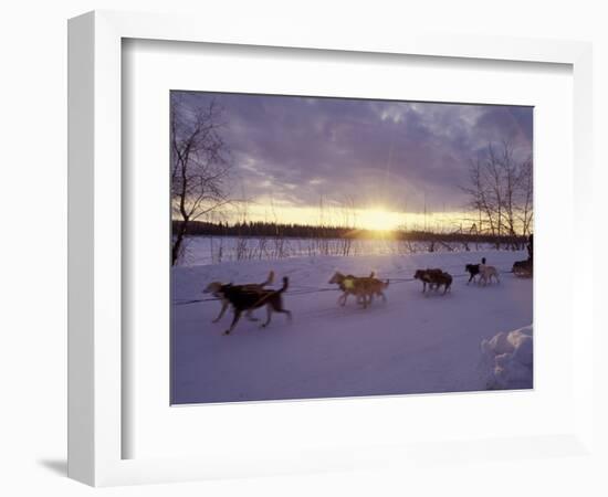 Dog Sled Racing in the Iditarod Sled Race, Alaska, USA-Paul Souders-Framed Photographic Print