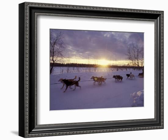 Dog Sled Racing in the Iditarod Sled Race, Alaska, USA-Paul Souders-Framed Photographic Print