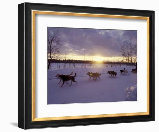 Dog Sled Racing in the Iditarod Sled Race, Alaska, USA-Paul Souders-Framed Photographic Print