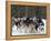 Dog Sledding Team During Snowfall, Continental Divide, Near Dubois, Wyoming, United States of Ameri-Kimberly Walker-Framed Premier Image Canvas