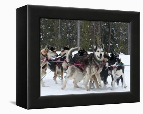 Dog Sledding Team During Snowfall, Continental Divide, Near Dubois, Wyoming, United States of Ameri-Kimberly Walker-Framed Premier Image Canvas