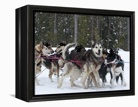 Dog Sledding Team During Snowfall, Continental Divide, Near Dubois, Wyoming, United States of Ameri-Kimberly Walker-Framed Premier Image Canvas