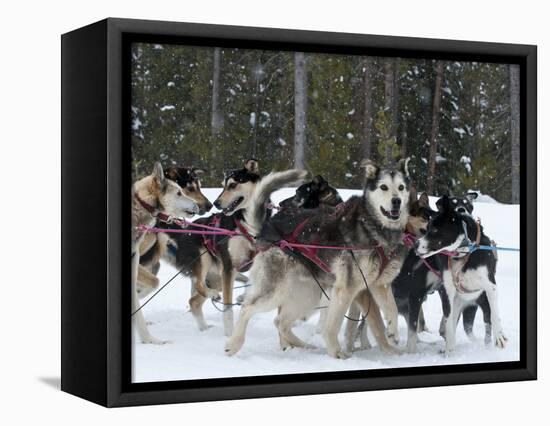 Dog Sledding Team During Snowfall, Continental Divide, Near Dubois, Wyoming, United States of Ameri-Kimberly Walker-Framed Premier Image Canvas