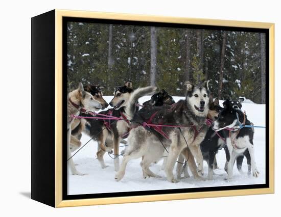 Dog Sledding Team During Snowfall, Continental Divide, Near Dubois, Wyoming, United States of Ameri-Kimberly Walker-Framed Premier Image Canvas