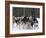 Dog Sledding Team During Snowfall, Continental Divide, Near Dubois, Wyoming, United States of Ameri-Kimberly Walker-Framed Photographic Print