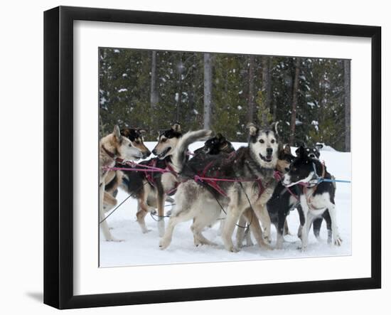Dog Sledding Team During Snowfall, Continental Divide, Near Dubois, Wyoming, United States of Ameri-Kimberly Walker-Framed Photographic Print