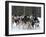 Dog Sledding Team During Snowfall, Continental Divide, Near Dubois, Wyoming, United States of Ameri-Kimberly Walker-Framed Photographic Print