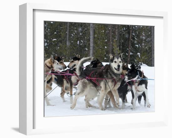 Dog Sledding Team During Snowfall, Continental Divide, Near Dubois, Wyoming, United States of Ameri-Kimberly Walker-Framed Photographic Print