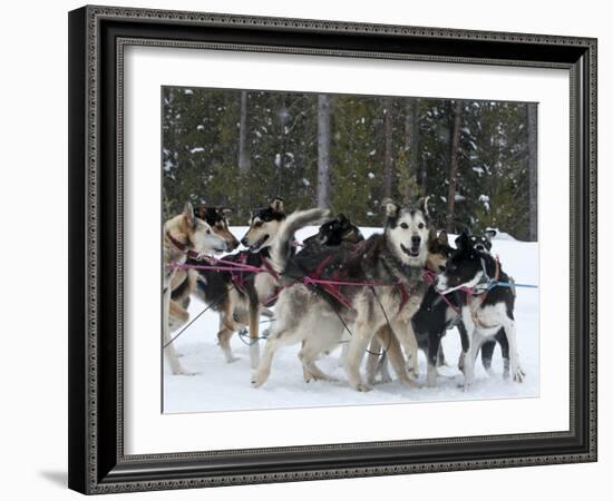 Dog Sledding Team During Snowfall, Continental Divide, Near Dubois, Wyoming, United States of Ameri-Kimberly Walker-Framed Photographic Print