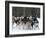 Dog Sledding Team During Snowfall, Continental Divide, Near Dubois, Wyoming, United States of Ameri-Kimberly Walker-Framed Photographic Print