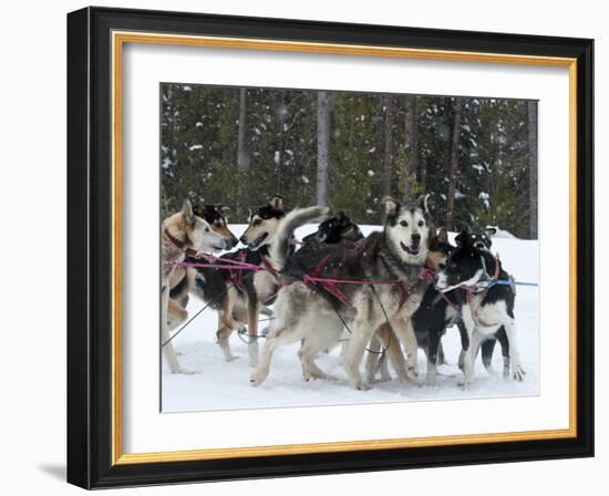 Dog Sledding Team During Snowfall, Continental Divide, Near Dubois, Wyoming, United States of Ameri-Kimberly Walker-Framed Photographic Print