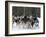 Dog Sledding Team During Snowfall, Continental Divide, Near Dubois, Wyoming, United States of Ameri-Kimberly Walker-Framed Photographic Print