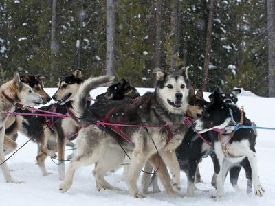 husky sled team