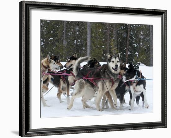 Dog Sledding Team During Snowfall, Continental Divide, Near Dubois, Wyoming, United States of Ameri-Kimberly Walker-Framed Photographic Print