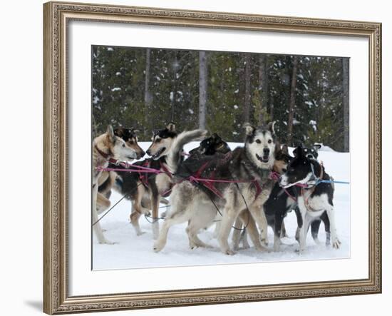 Dog Sledding Team During Snowfall, Continental Divide, Near Dubois, Wyoming, United States of Ameri-Kimberly Walker-Framed Photographic Print